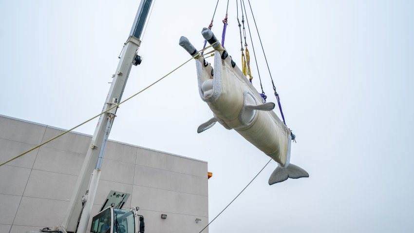 A Beluga whale being transported at SeaWorld San Diego