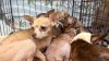 Nearly 2,000 animals in San Diego Humane Society's overflowing shelters