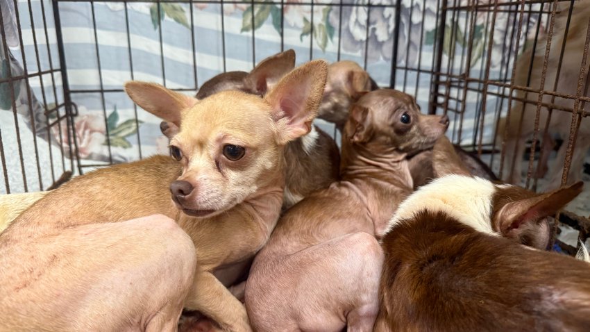 Nearly two dozen adult Chihuahuas were brought to the San Diego Humane Society's San Diego Campus on Aug. 25 after their owner was evicted from a home in Imperial Beach.