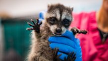 An animal handler holds a baby racoon. (San Diego Humane Society)