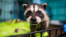A baby racoon sniffs the camera.