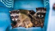 Three racoons in a kennel. (San Diego Humane Society)