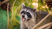 A rehabilitated racoon is released back into the wild in San Diego.