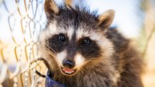 A racoon stands near a fence at the Ramona Wildlife Center.