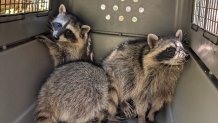 Three rehabilitated racoons sniff their environment.
