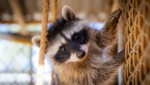 A racoon walks along a fence while in rehabilitation.
