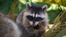 A rehabilitated racoon nibbles on a tasty twig in San Diego.