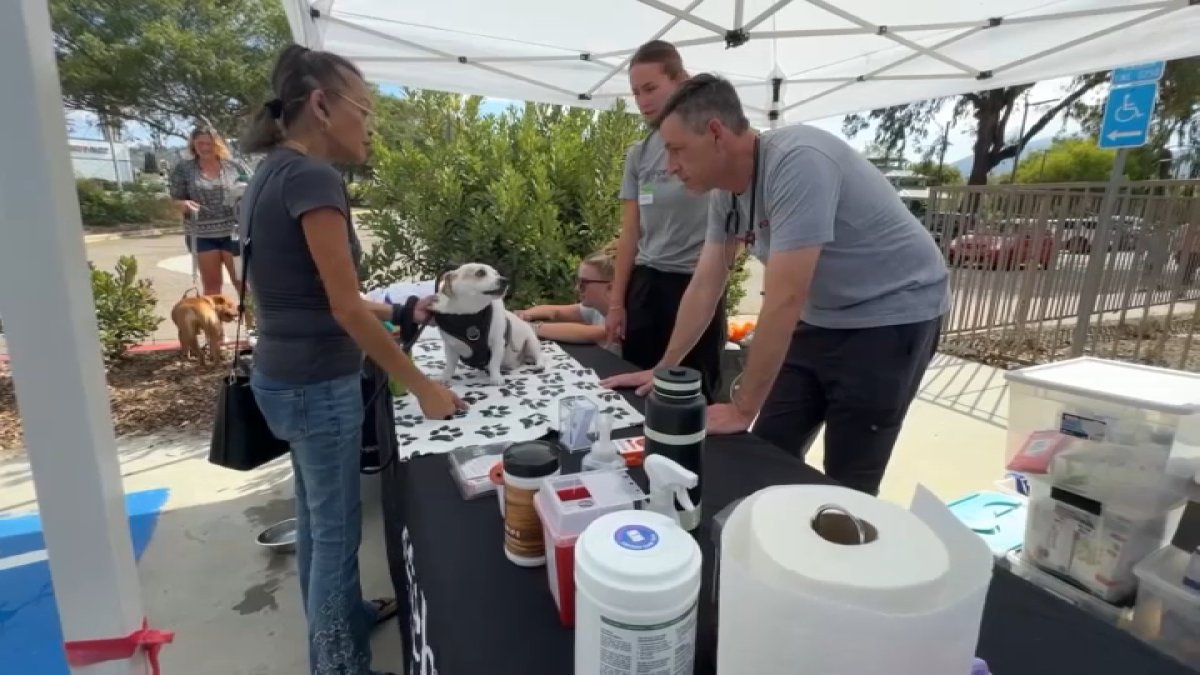Project Street Vet hits 10K milestone providing help for unhoused pets