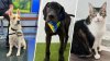 PHOTOS: San Diego pets you can adopt during NBC 7's Clear the Shelters campaign