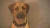 San Diego Humane Society ‘desperately' needs adopters after influx of hundreds of pets