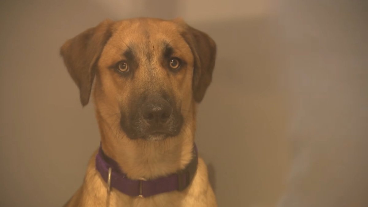 San Diego Humane Society ‘desperately' needs adopters after influx of hundreds of pets