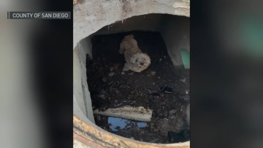 Teddy, a lost poodle, looks up from a storm drain before being rescued, Aug. 2026. She had been missing for more than 30 days.