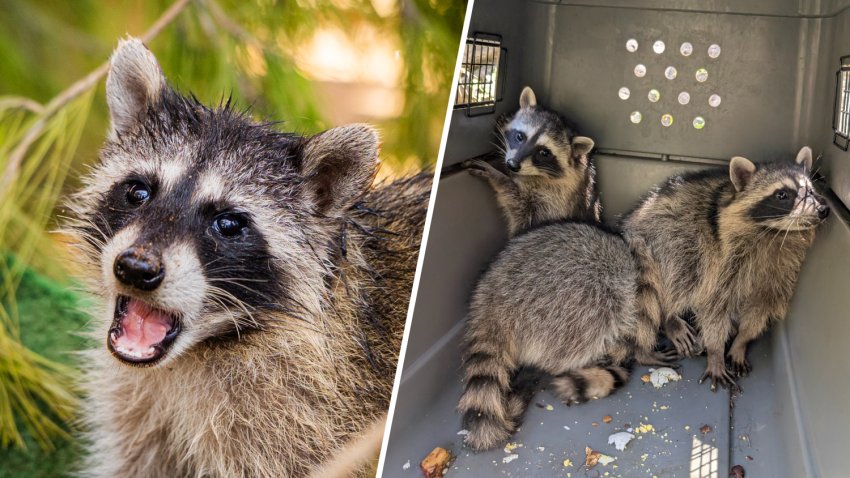 The first three "graduates" of the San Diego Humane Society's raccoon nursery at its Ramona Wildlife Center have returned to the wild, it was announced Thursday. (San Diego Humane Society)