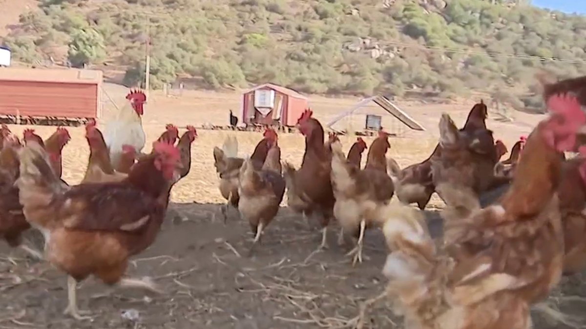 Happy Hens owner responds to County and FDA test results on salmonella outbreak
