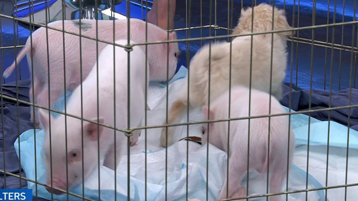 Puppies, piglets & Pilates fundraising event with San Diego Humane Society