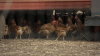 Happy Hens owner responds to County and FDA test results on salmonella outbreak