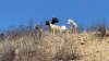 Almost 500 goats arrive at MCAS Miramar as eco-friendly wildfire tool