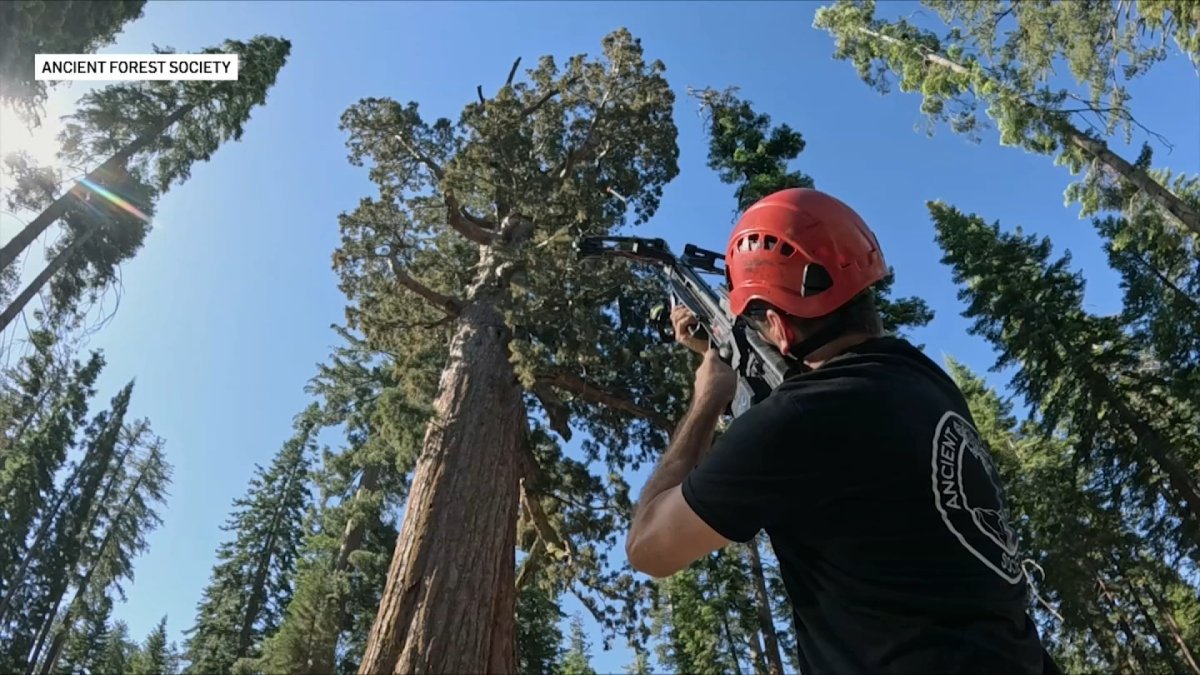 A 3,000-year-old sequoia's surprising story of resiliency in Yosemite