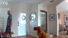 San Diego dog brings toys to intruder during home break-in, video shows