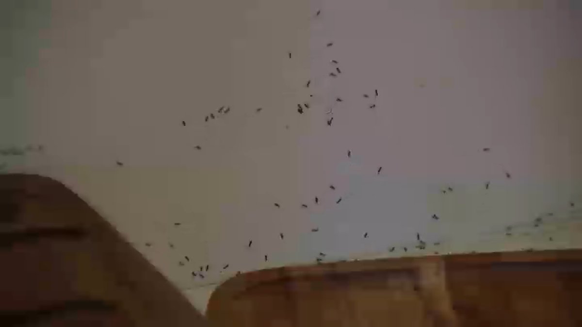 Seeing more bugs? San Diego's warm weather may be to blame