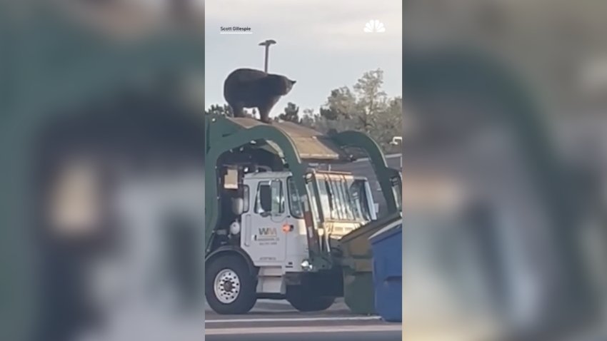 Bear