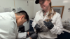 California condor chick rescued at 1 month gets new start at San Diego Zoo Safari Park