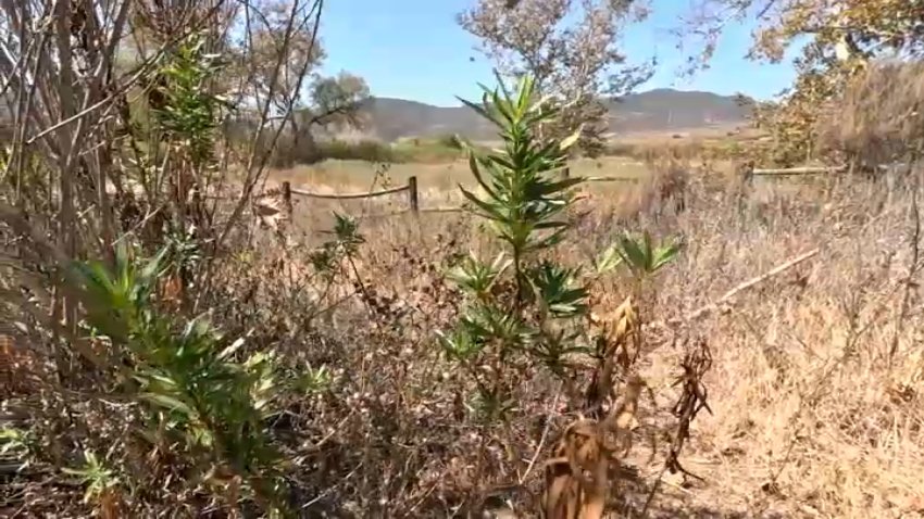Dry brush is shown along a trail at Mission Trails Park, Sept. 23, 2026.