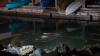 Vehicle submerges in Oceanside Harbor