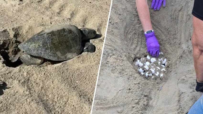 A sea turtle is seen nesting in the sand on Seal Beach.
