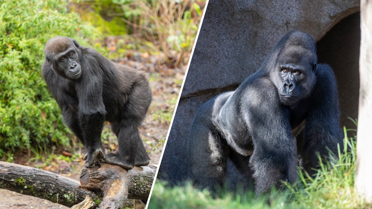 Two gorillas welcomed to San Diego Zoo and Safari Park