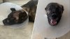 San Diego sheriff's K-9 recovering after being stabbed by burglary suspect