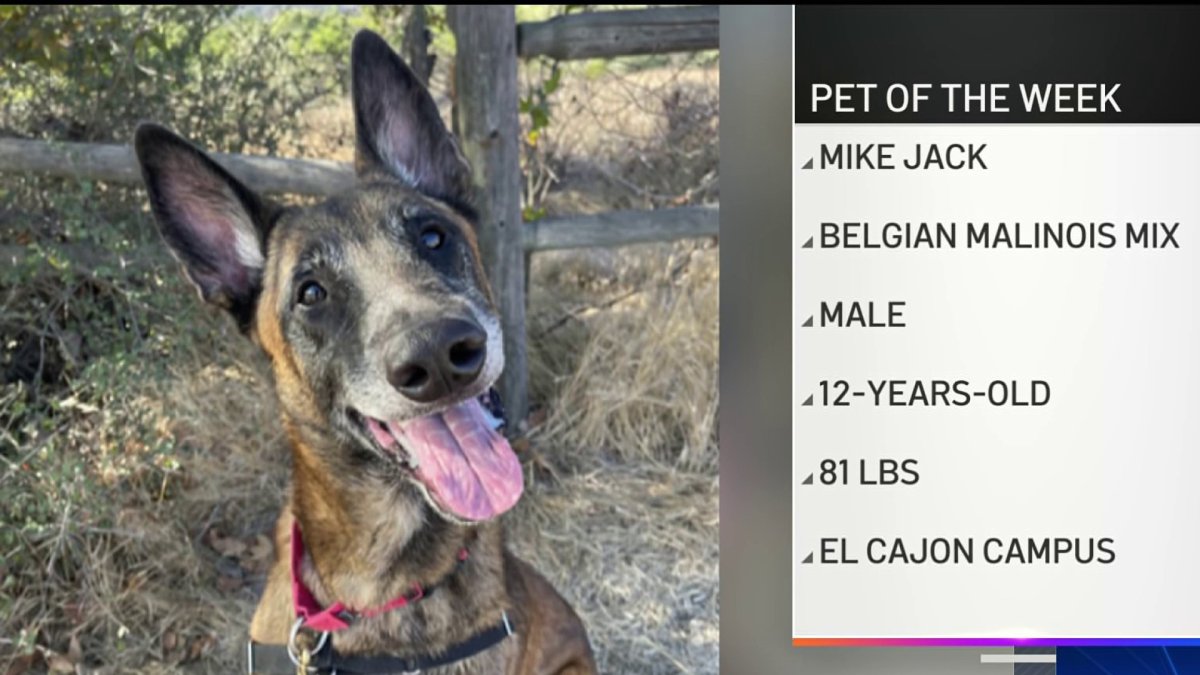 Pet of the week: Meet Mike Jack, a Belgian Malinois Mix