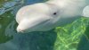 Beluga whale rescued from closed Marineland in Canada dies at SeaWorld San Diego
