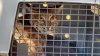 Burned Bobcat rescued from Camp Pendleton fire returns to the wild