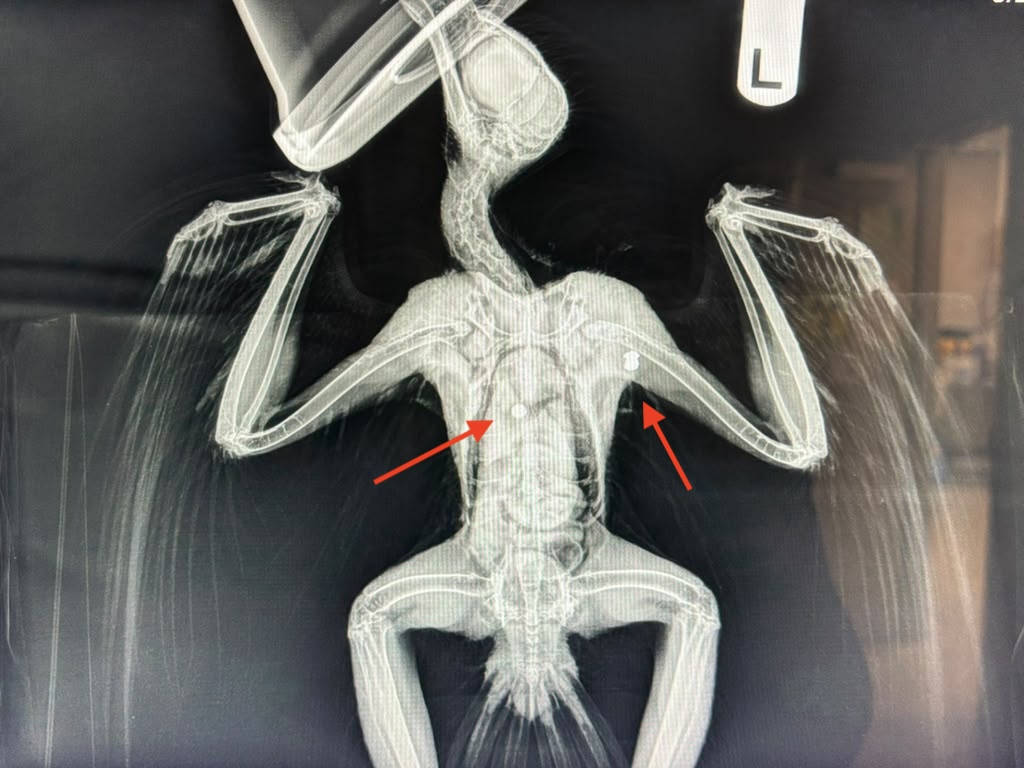 2 protected hawks shot in separate incidents, SD Humane Society says ...