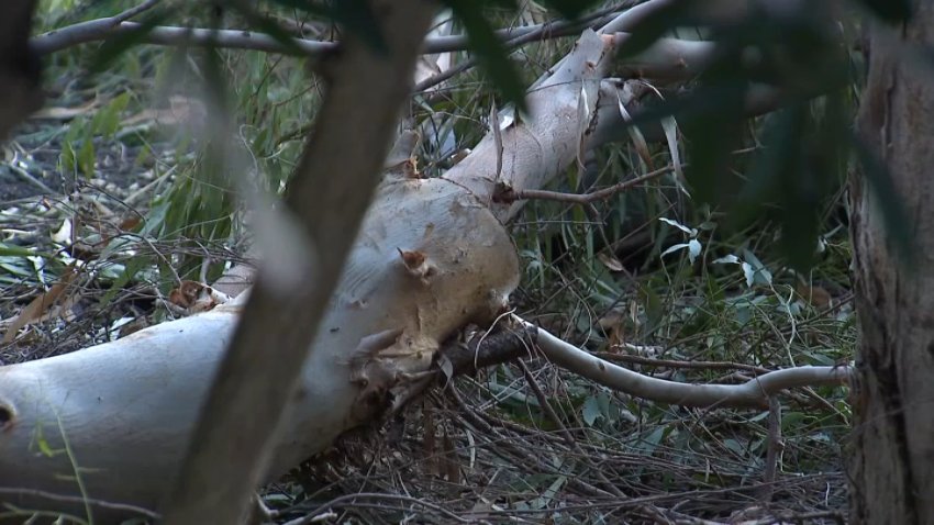 A eucalyptus tree branch lies on the ground in San Diego County on Oct. 12, 2026.