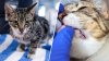 Person sought after kitten found with zip tie around mouth in North Park