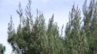 Wind Advisory Issued for San Diego