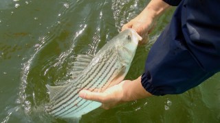 Fisherman Gets Prison for 200,000 Pounds of Illegally Caught Striped Bass