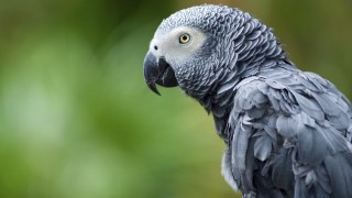 Parrot Missing for Years Returns Speaking Spanish