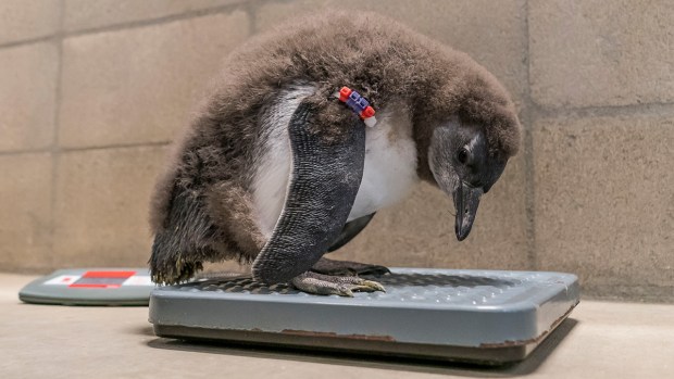[NATL] Adorable Zoo Babies: Penguin Chicks Hatch at San Diego Zoo