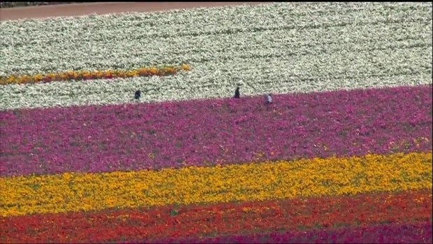 Beautiful Blooms: The Flower Fields in Carlsbad