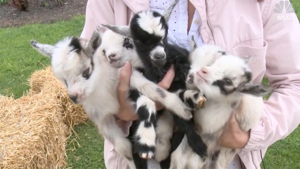 [NATL] No Kidding: Goat Farm Sees Spring Baby Boom
