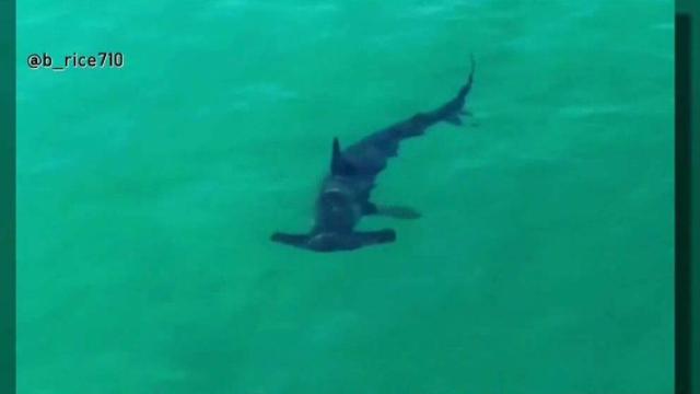 Expert Confirms Shark That Bit Teen In Encinitas Was Great