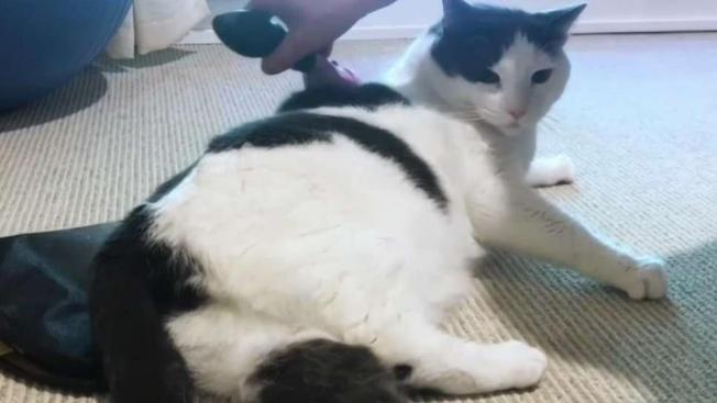 Keep Pet Hair Out Of Your Washing Machine Nbc 7 San Go