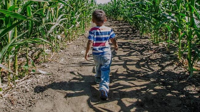 Opening: Big Horse Corn Maze